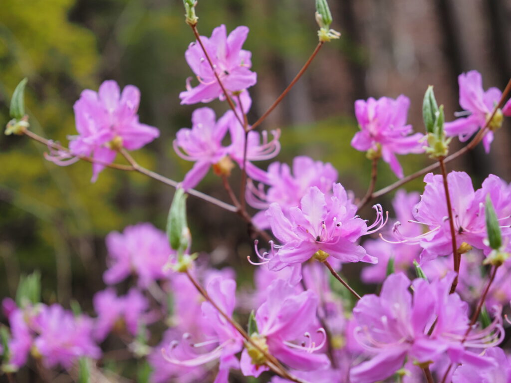 これはつつじのなかま。