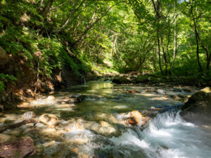 渓流の風景。